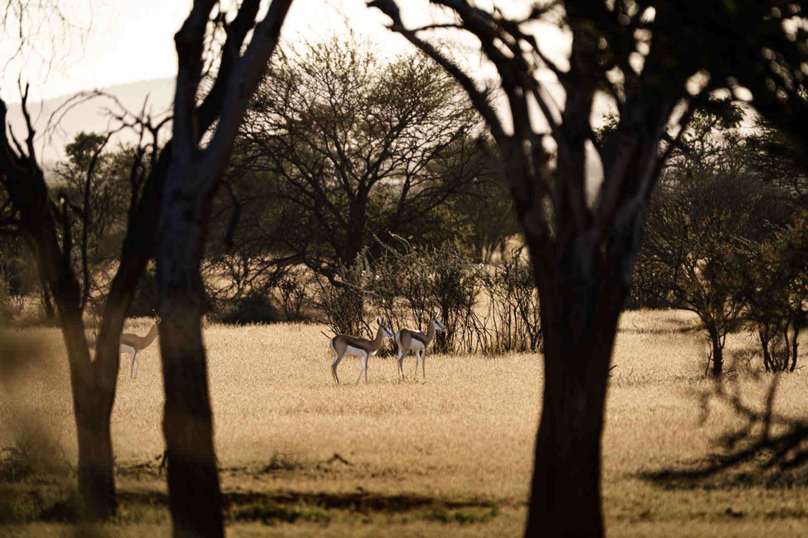 Golden hour over the reserve