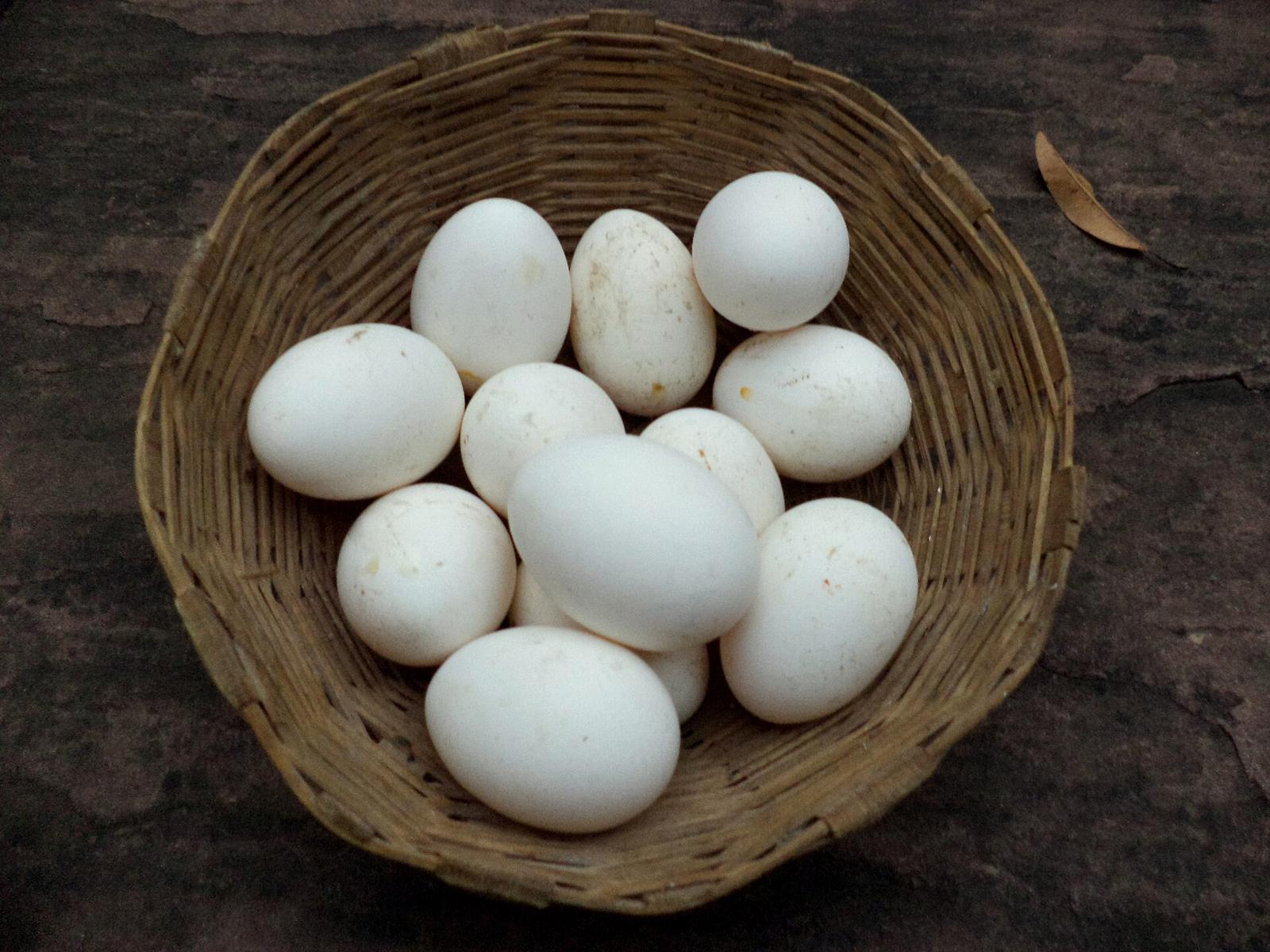 Fresh eggs from the reserve