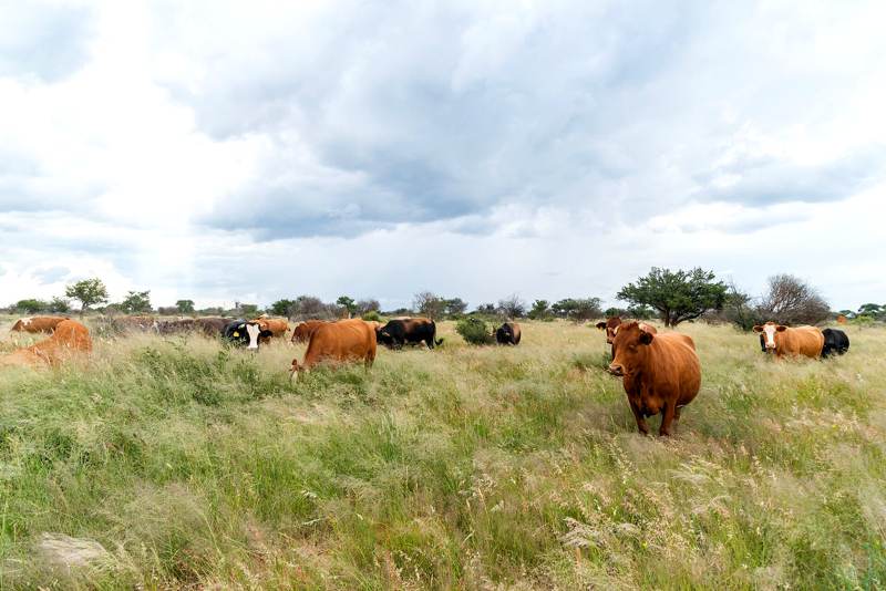 Cattle grazing the open veld