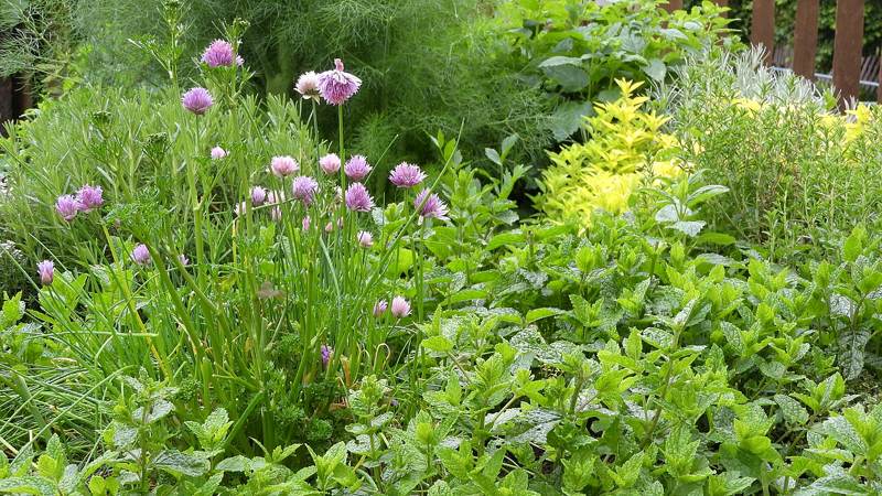 The herb and spice garden