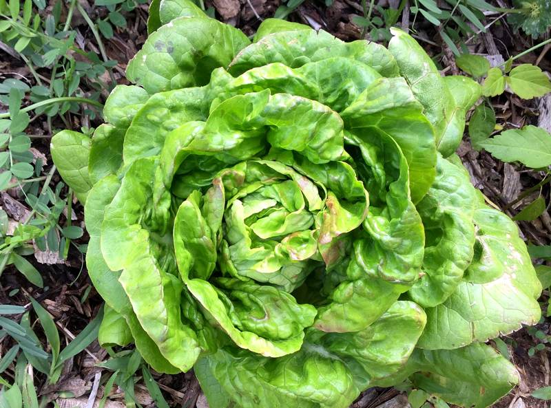 Butter lettuce in the garden