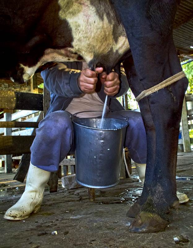 Milk fresh from the dairy cow