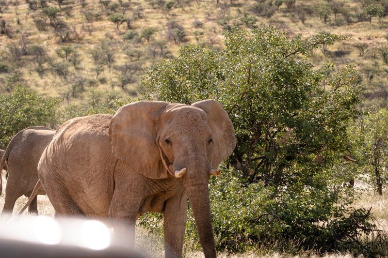 Game drive