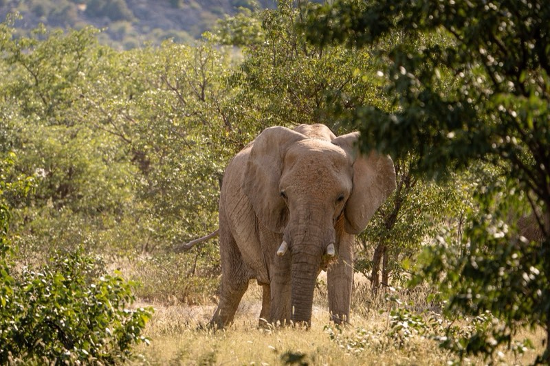 Elephant in the bushveld