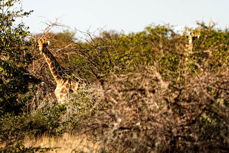 Giraffes in the acacia