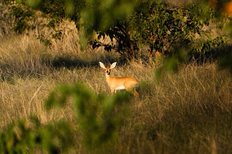 Antelope in golden light