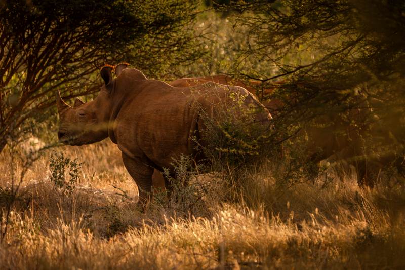 Wildlife on the reserve