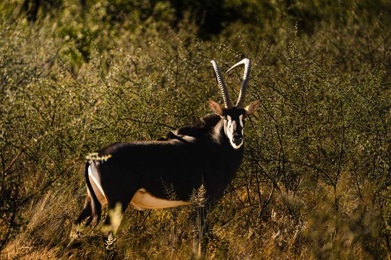 Sable antelope bull