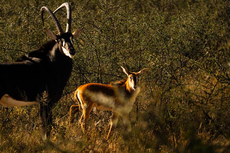 Sable antelope with young