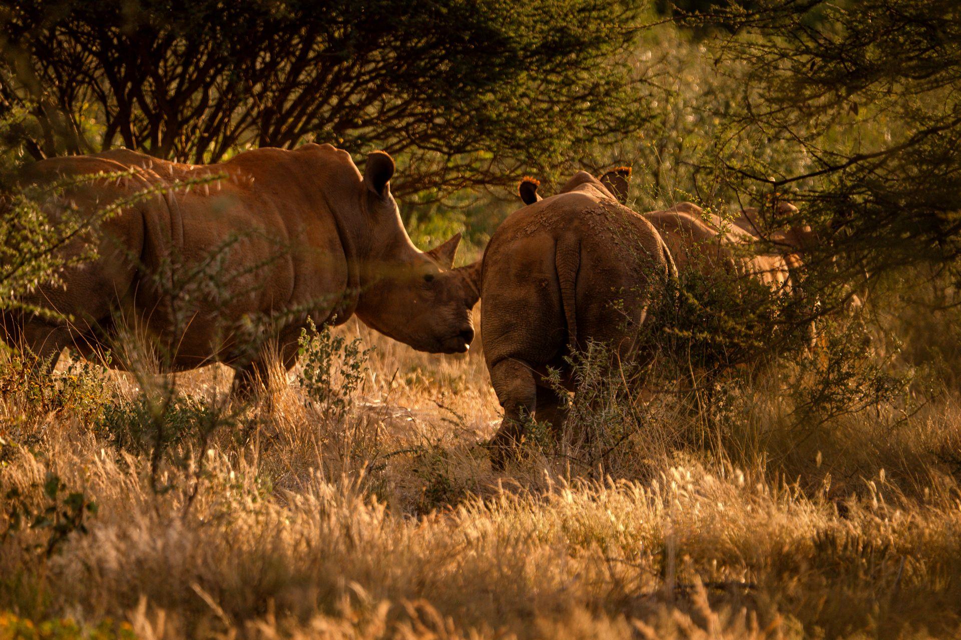 Rhinos at golden hour